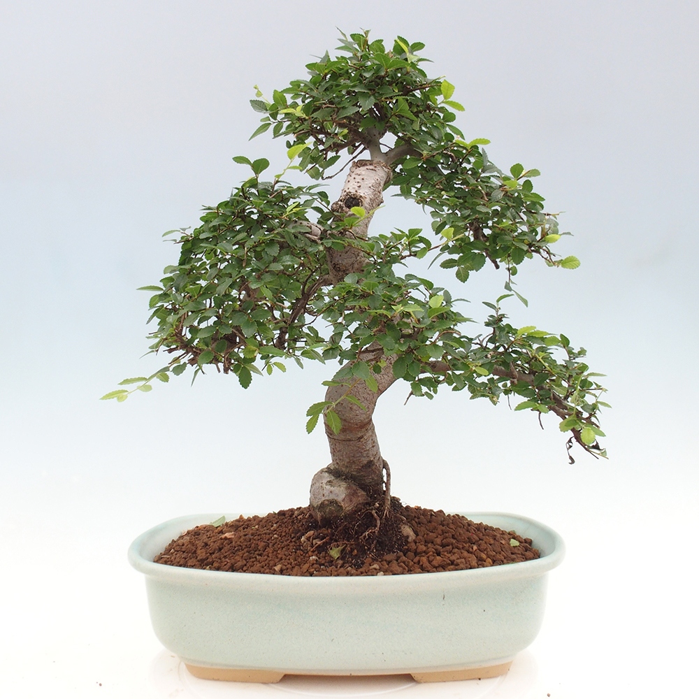 Pokojová bonsai - Ulmus parvifolia - Malolistý jilm