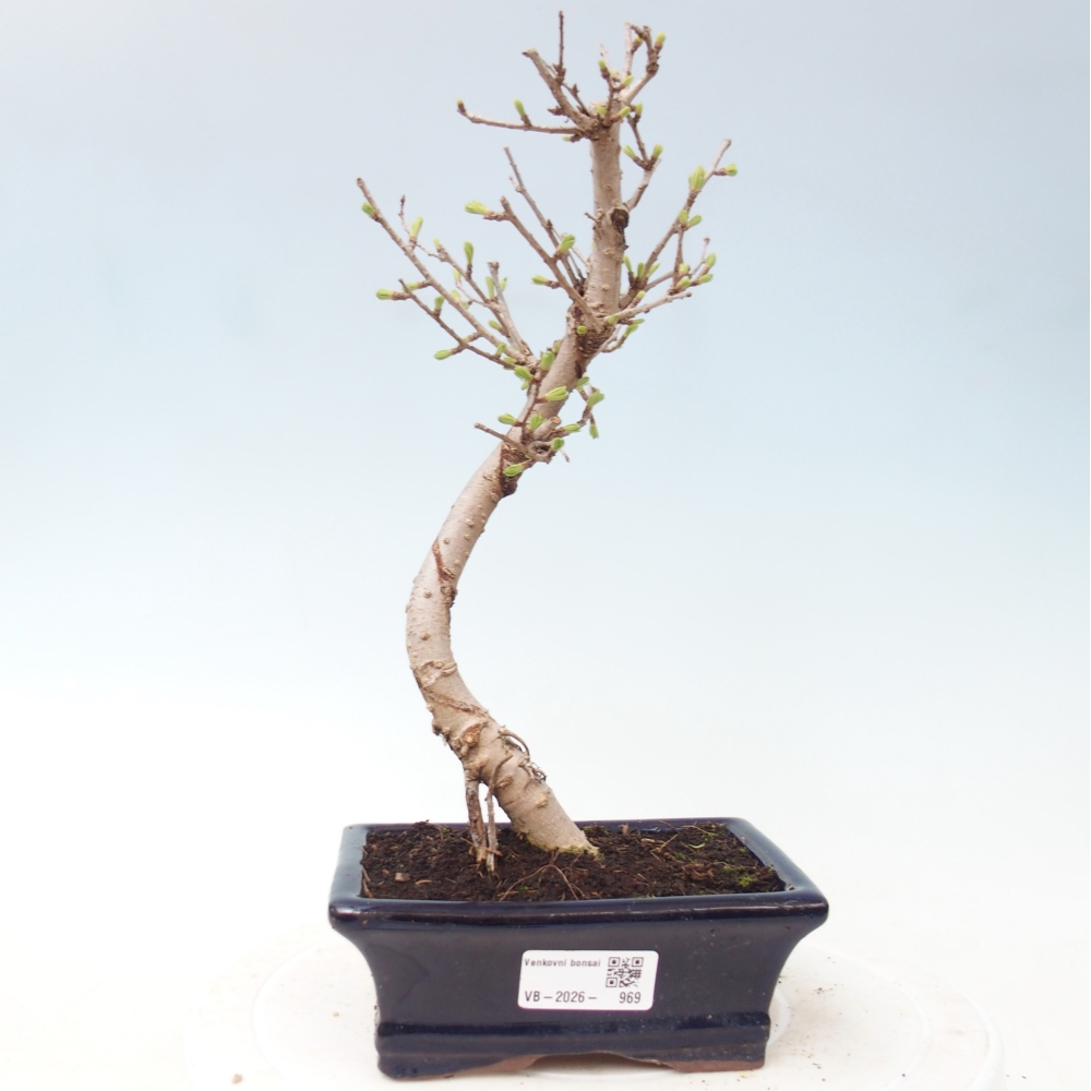 Venkovní bonsai -Pseudolarix amabis-Pamodřín
