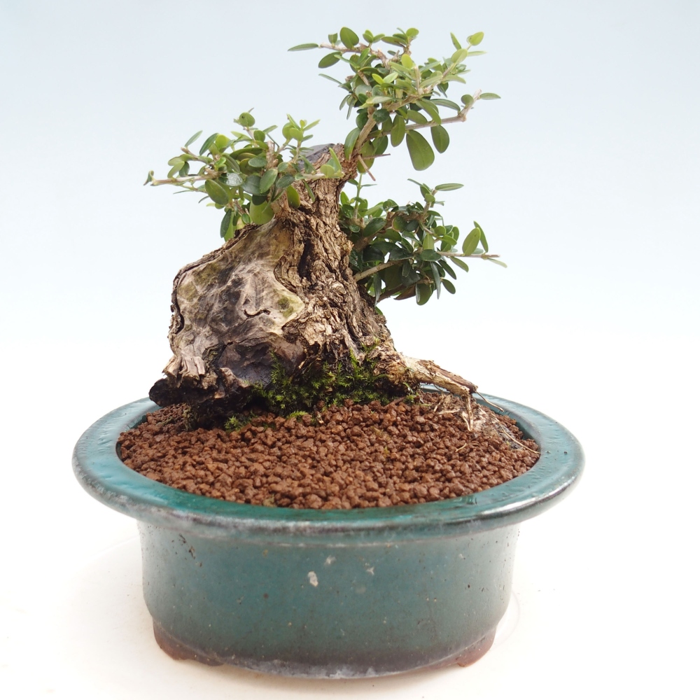 Pokojová bonsai - Olea europaea sylvestris -Oliva evropská drobnolistá