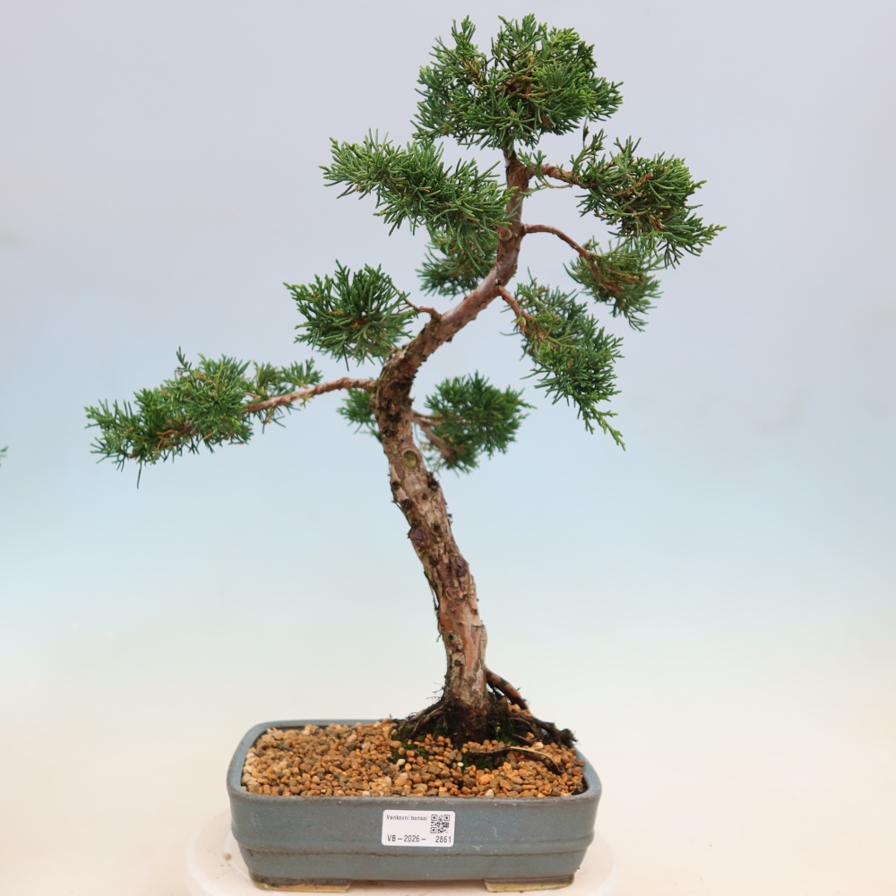 Venkovní bonsai - Juniperus chinensis Kishu -Jalovec čínský