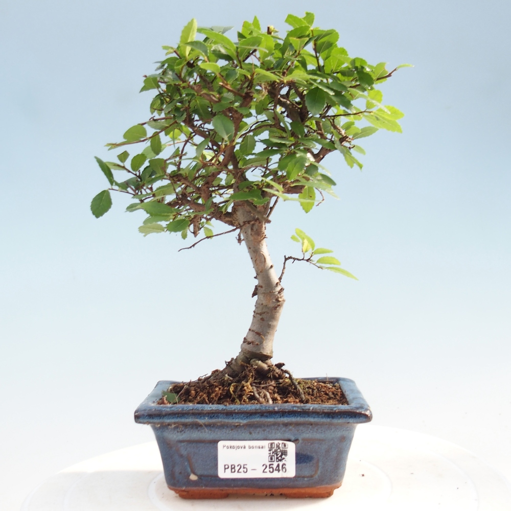 Pokojová bonsai - Ulmus parvifolia - Malolistý jilm