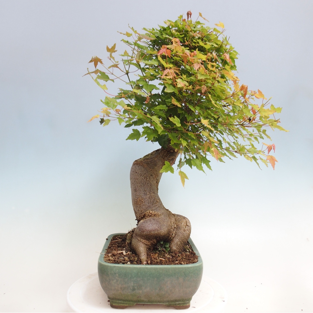 Venkovní bonsai - Acer Buergerianum - Javor Burgerův