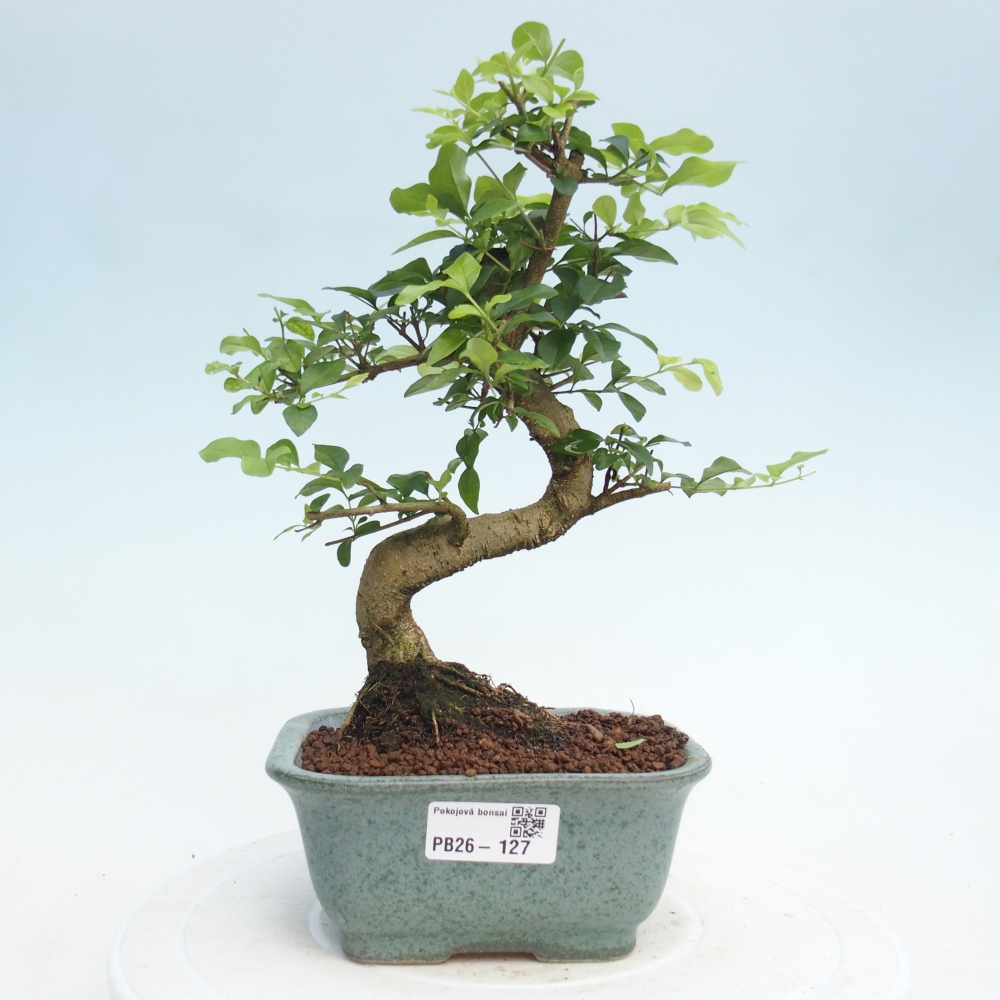 Pokojová bonsai -Ligustrum chinensis - Ptačí zob