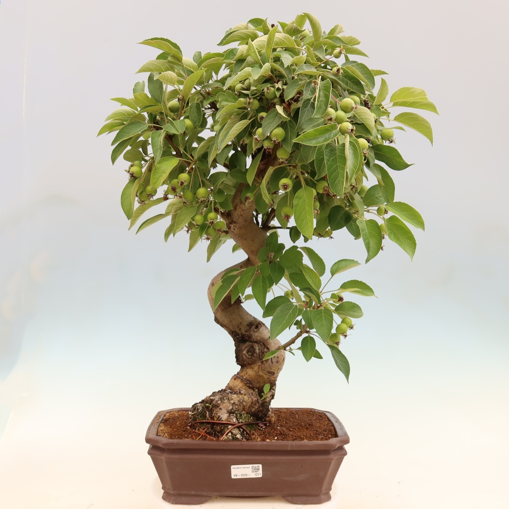 Venkovní bonsai -Malus halliana - Maloplodá jabloň