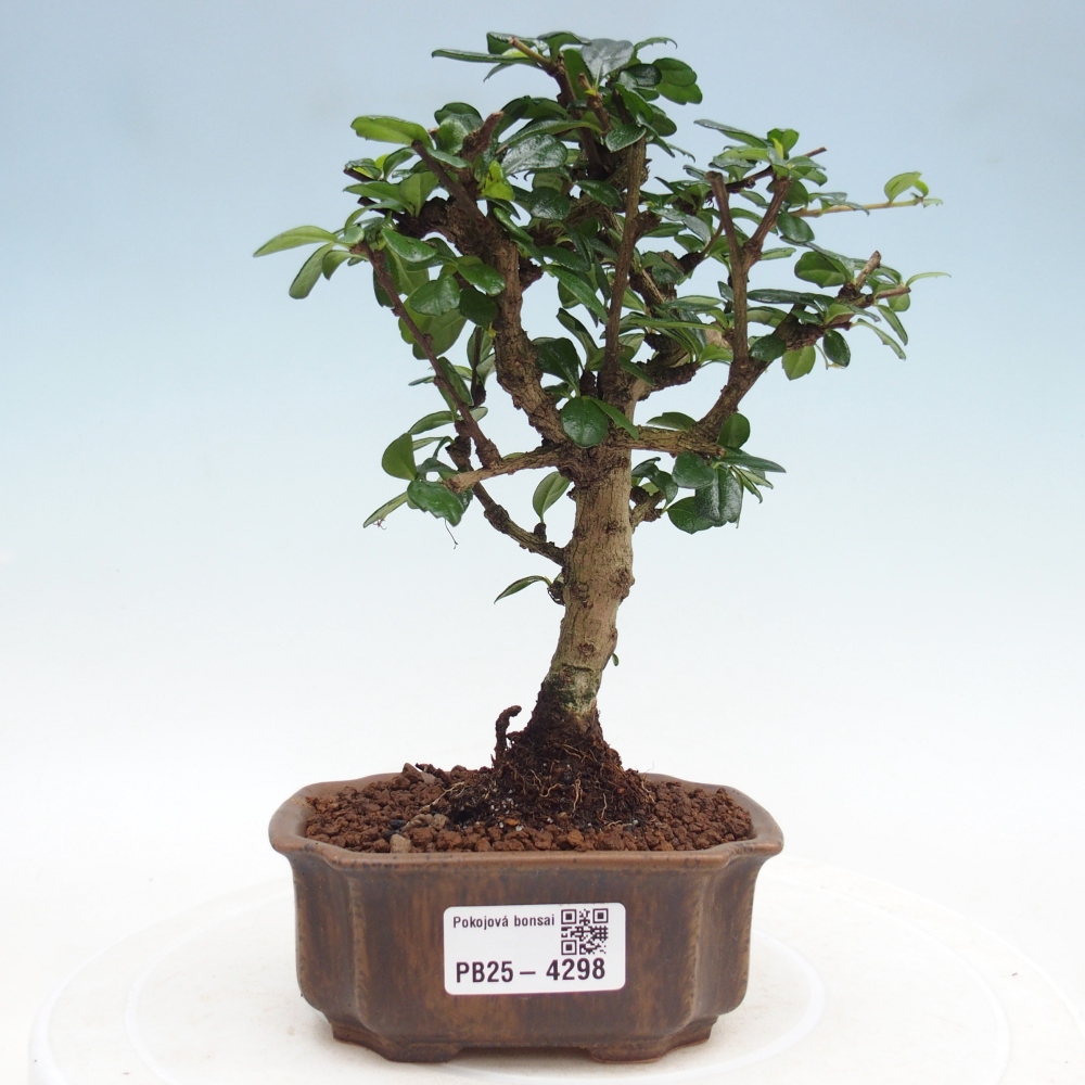 Pokojová bonsai - Carmona macrophylla - Čaj fuki