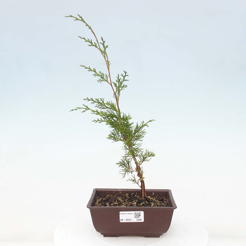 Venkovní bonsai - Juniperus chinensis Itoigawa -Jalovec čínský