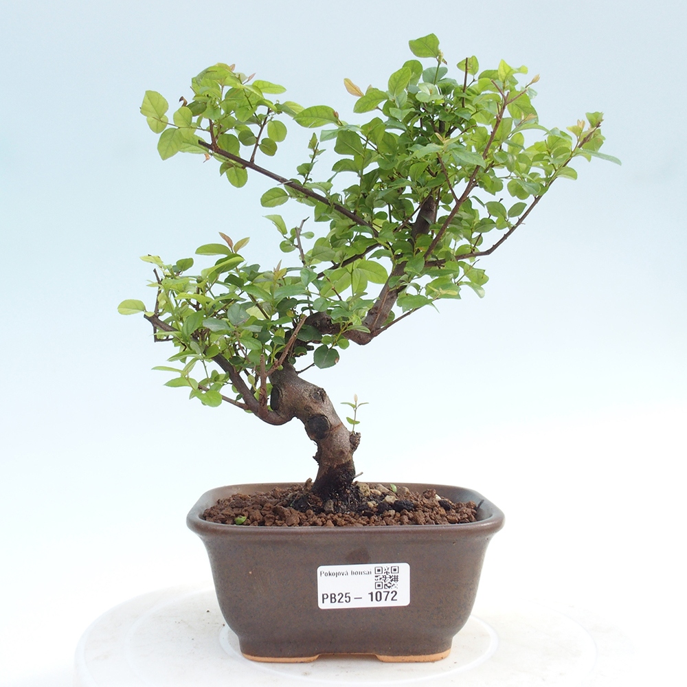 Pokojová bonsai - Sagerécie thea - Sagerécie thea