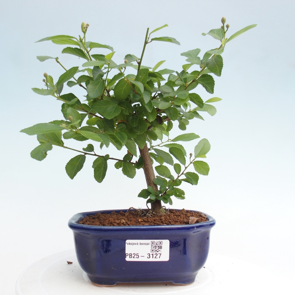 Pokojová bonsai - Grewia occidentalis - Hvězdice levandulová