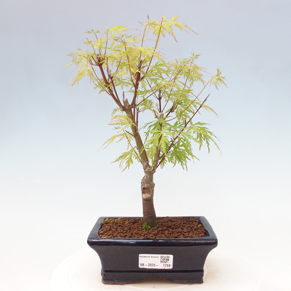 Venkovní bonsai - Acer palmatum Dissectum - Javor dlanitolistý 
