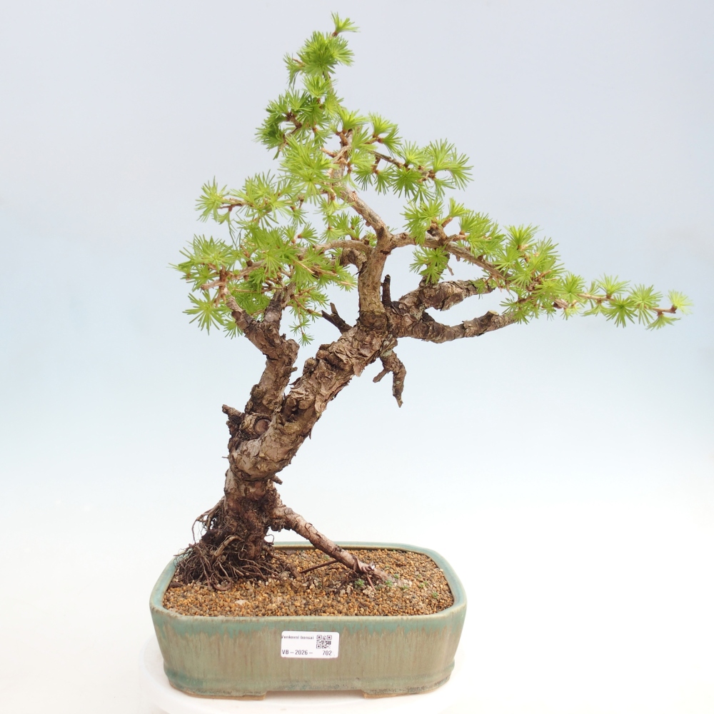 Venkovní bonsai -Larix decidua - Modřín opadavý - Pouze paletová přeprava