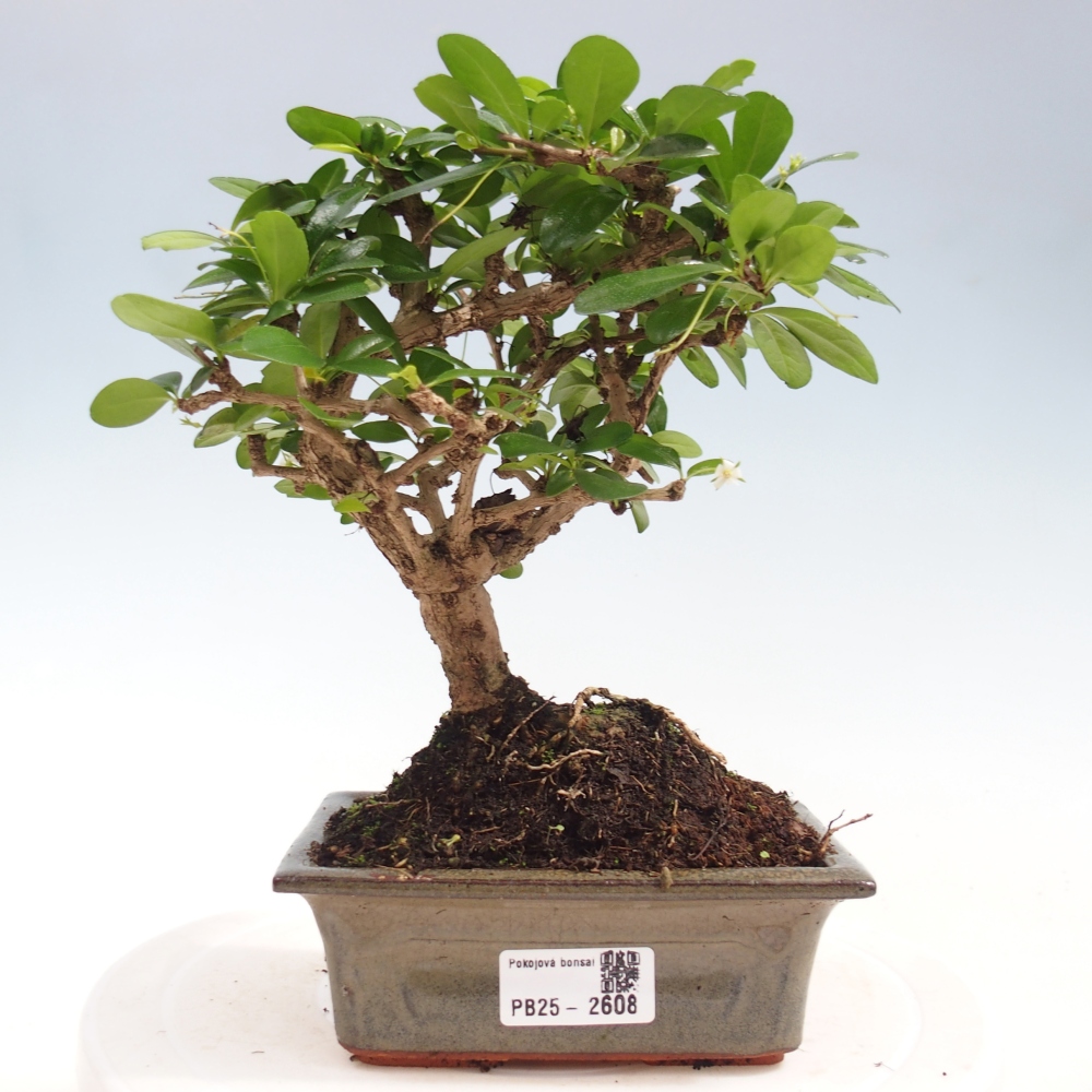 Pokojová bonsai - Carmona macrophylla - Čaj fuki