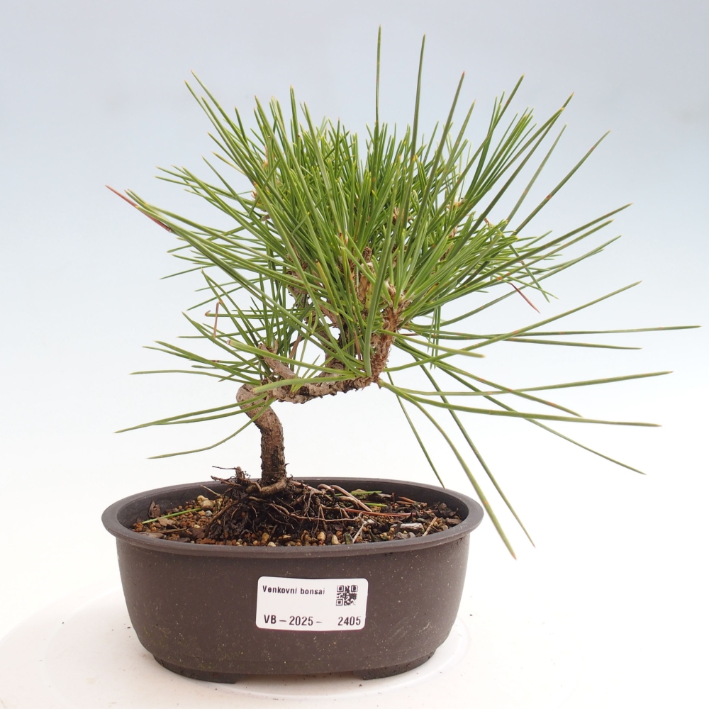 Venkovní bonsai - Pinus thunbergii - Borovice thunbergova