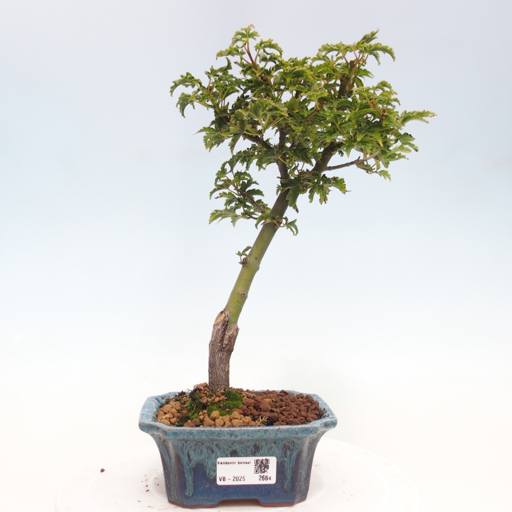 Venkovní bonsai -Javor dlanitolistý Acer palmatum Shishigashira