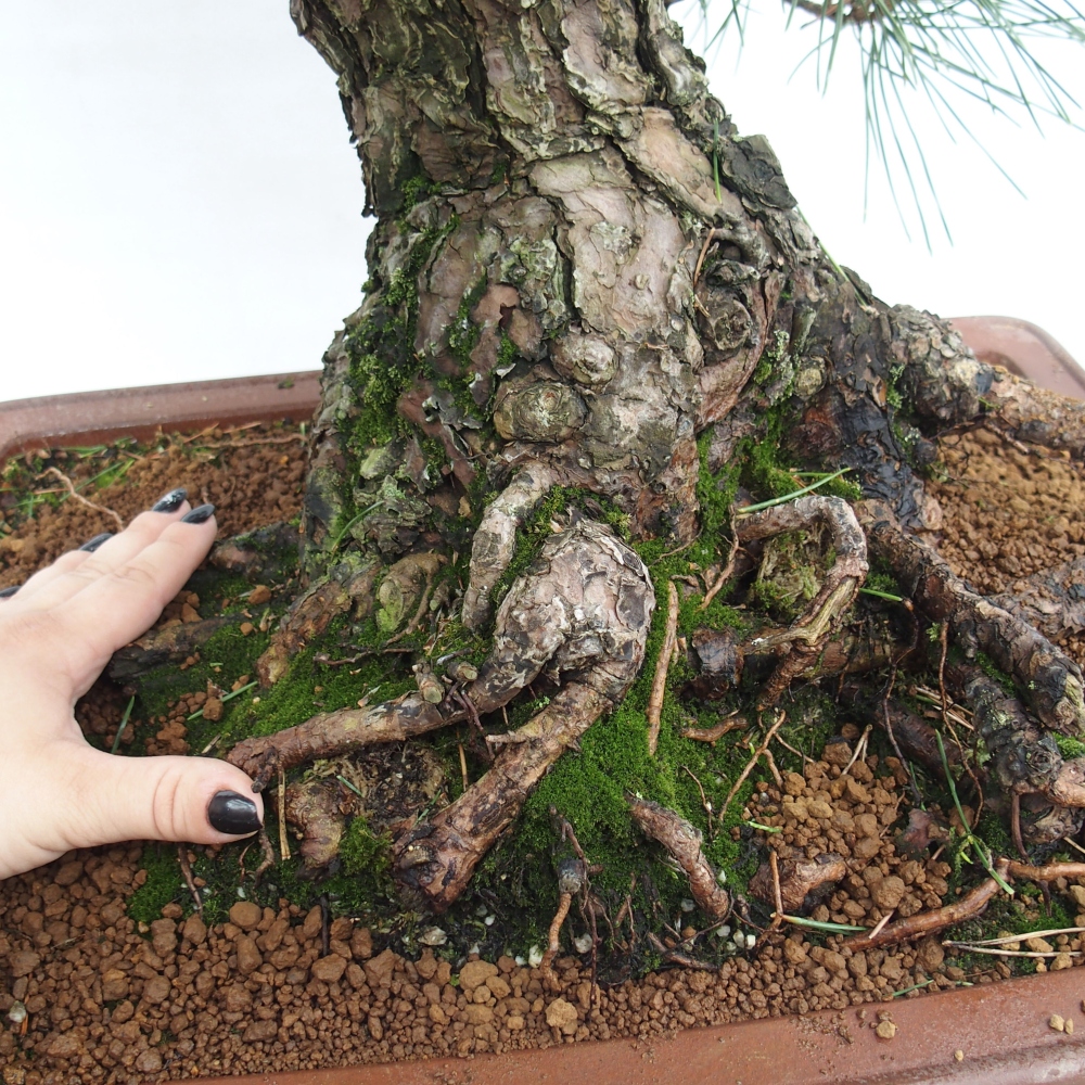 Venkovní bonsai - Pinus thunbergii - Borovice thunbergova