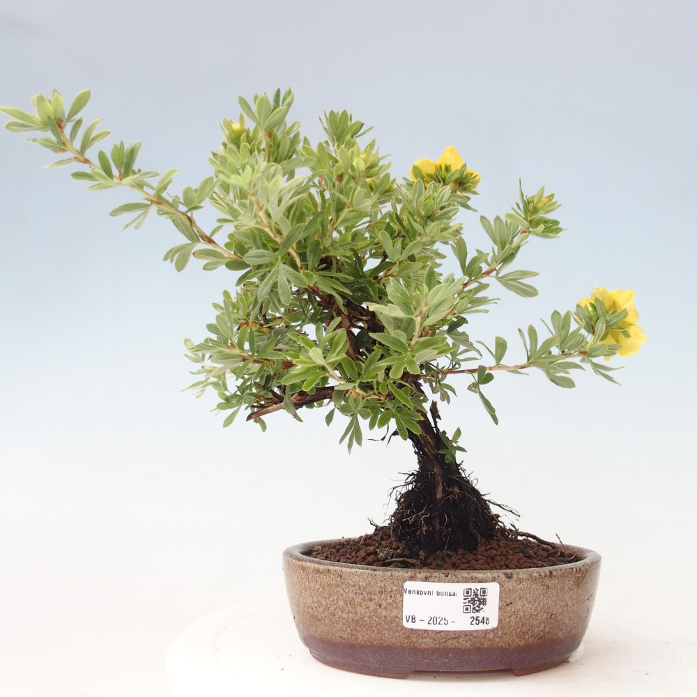 Venkovní bonsai-Mochna křovitá - potentila fruticosa yellow Bird