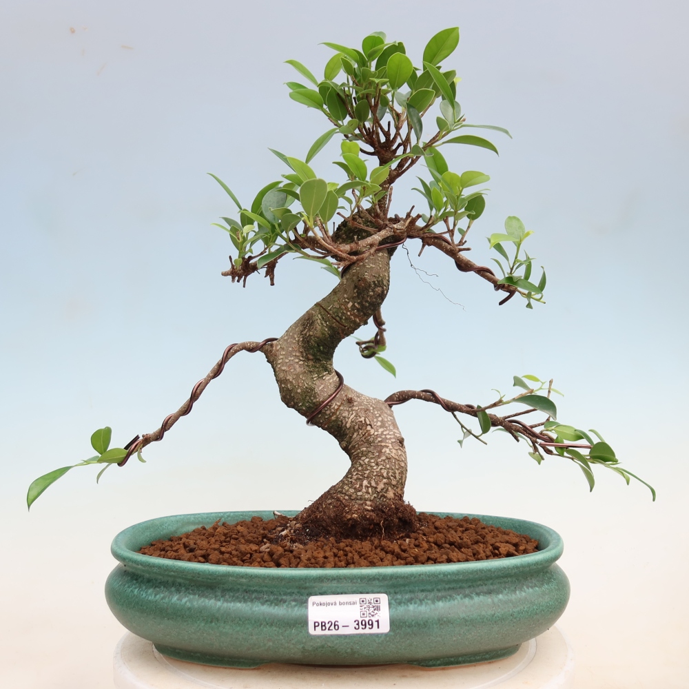 Pokojová bonsai - Ficus kimmen -  malolistý fíkus