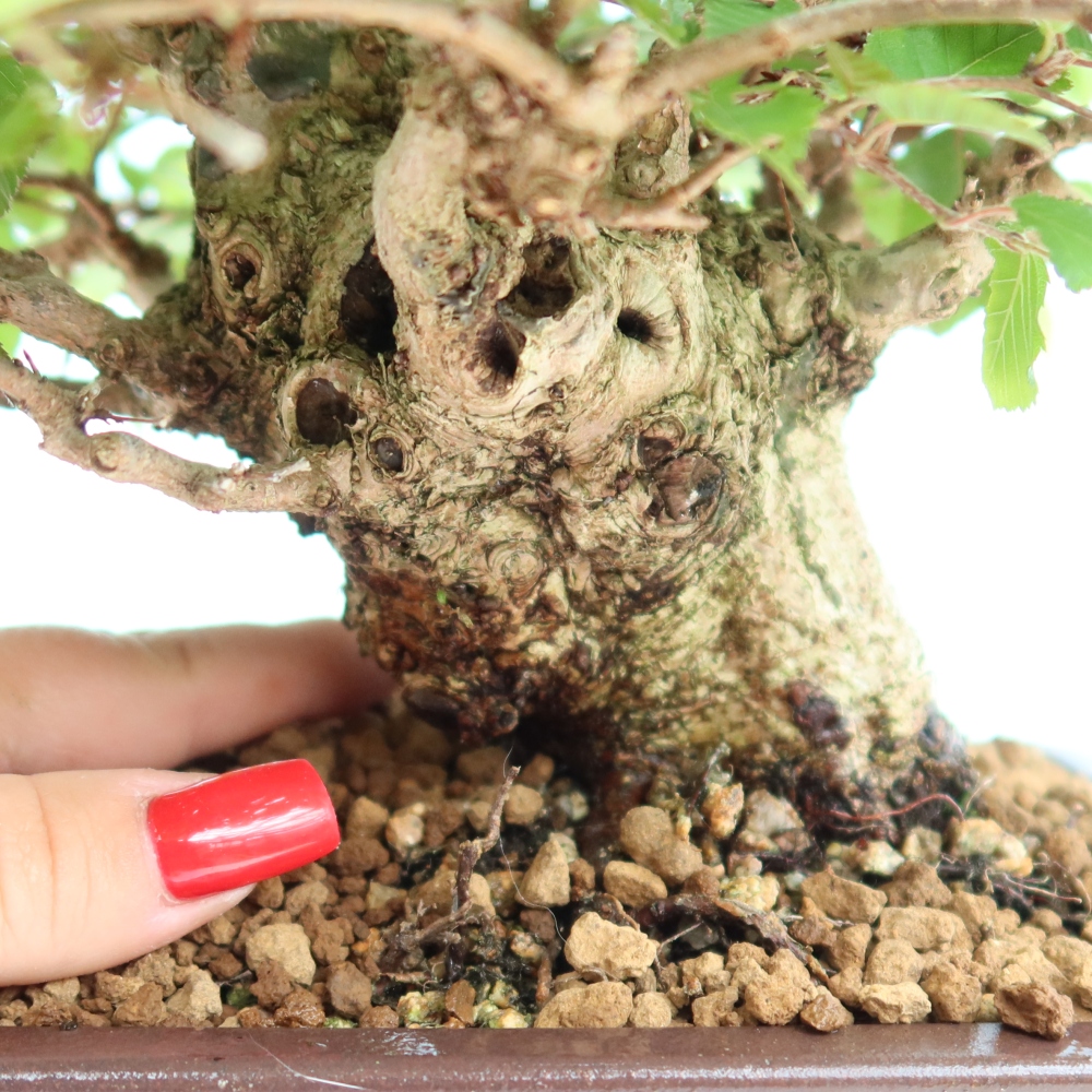 Venkovní bonsai -Carpinus Coreana - Habr korejský