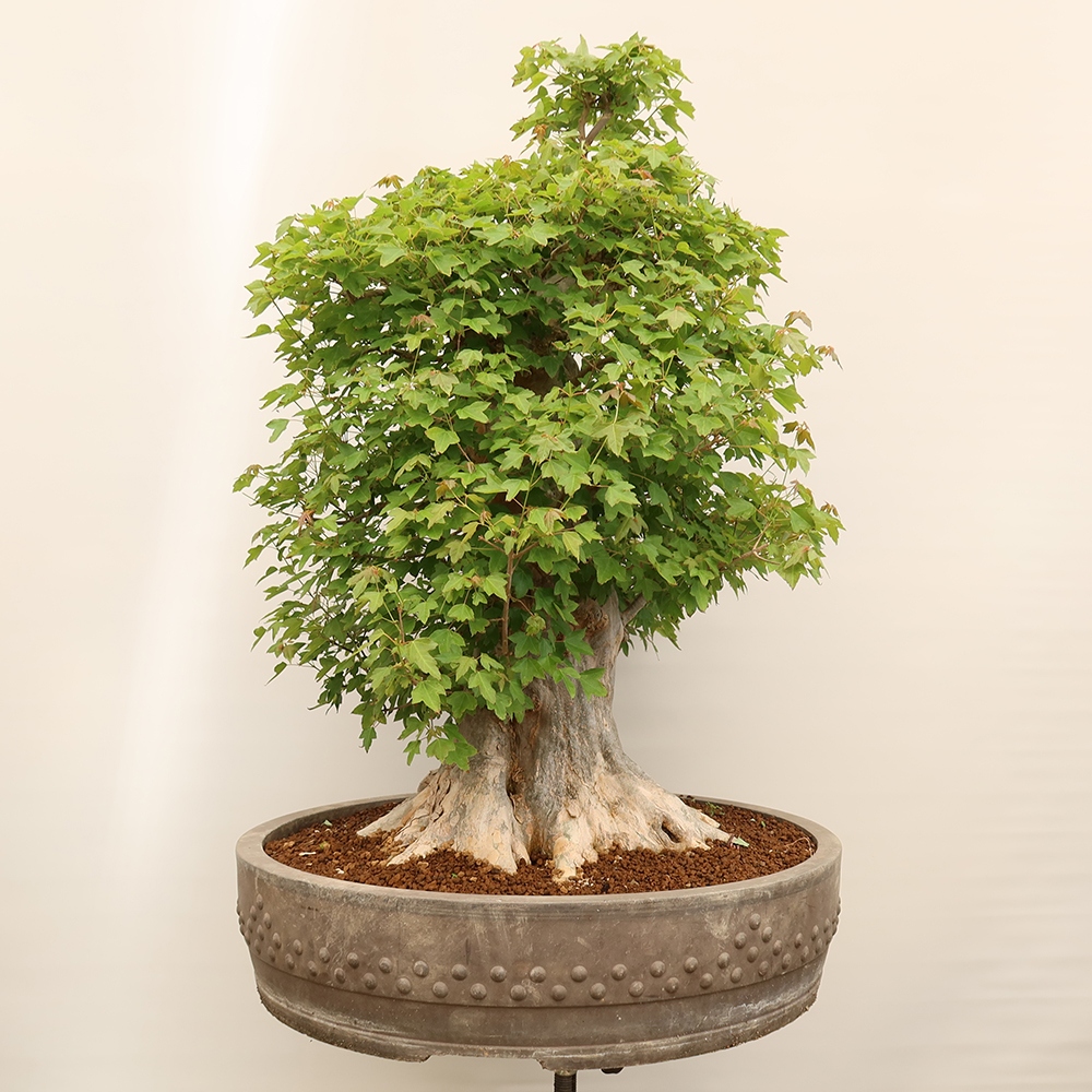 Venkovní bonsai - Javor Burgerův - Acer Burgerianum 