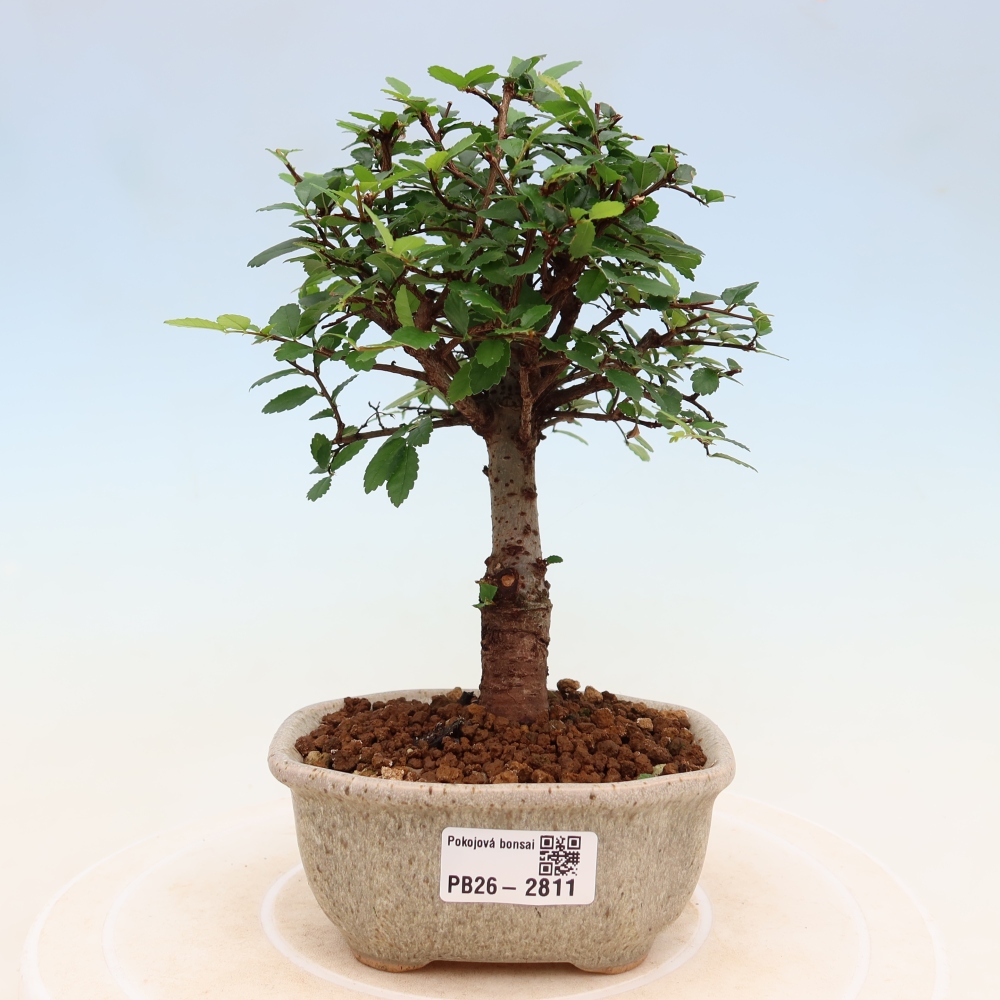 Pokojová bonsai - Ulmus parvifolia - Malolistý jilm