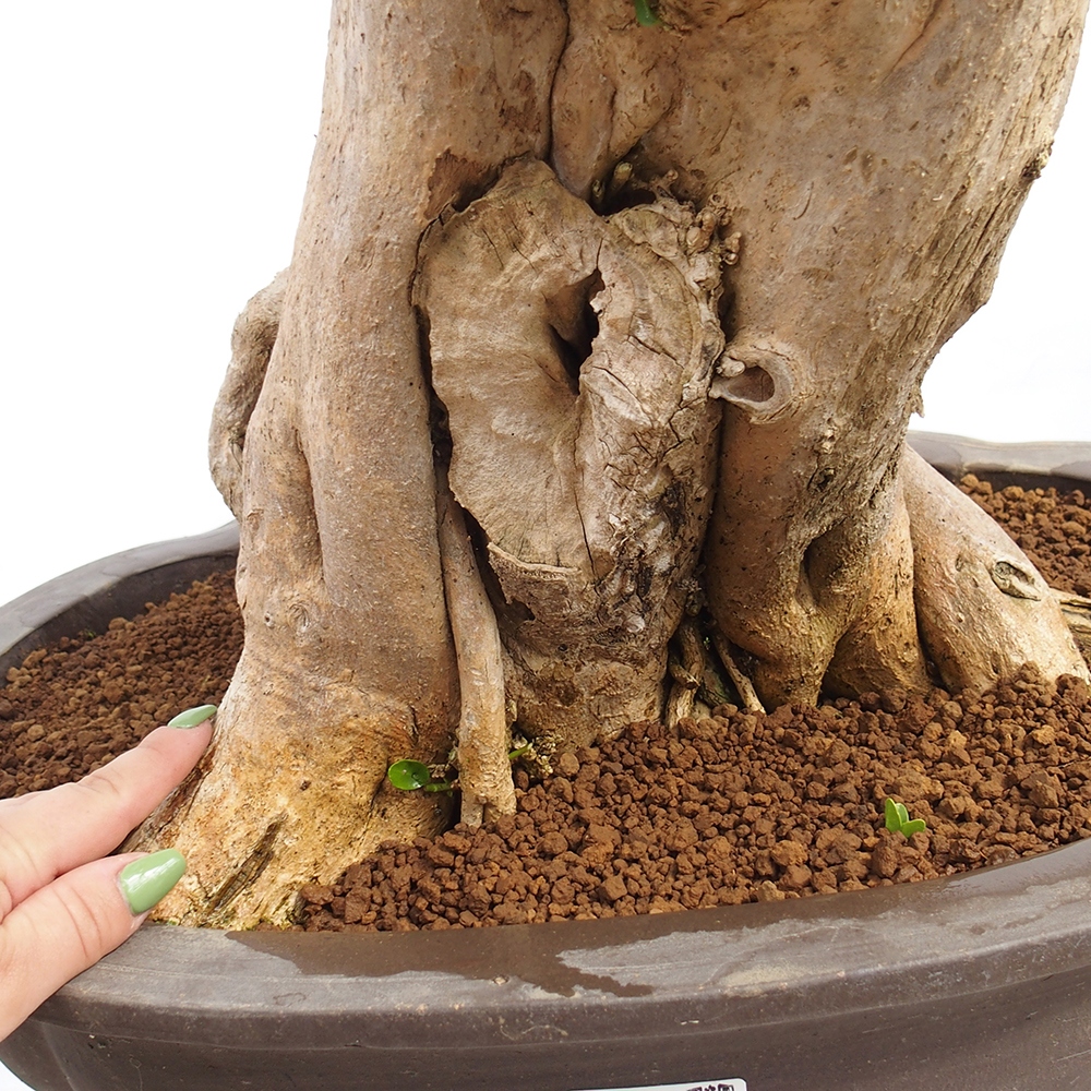 Pokojová bonsai - Premna serratifolia  - Kozlovoň malolistá