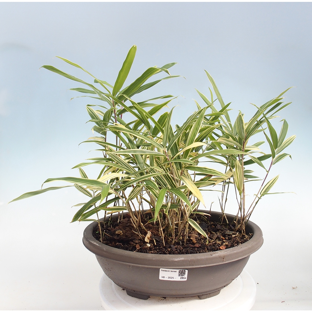 Venkovní bonsai - Sasaella masamuneana Albostriata - Bambus panašovaný