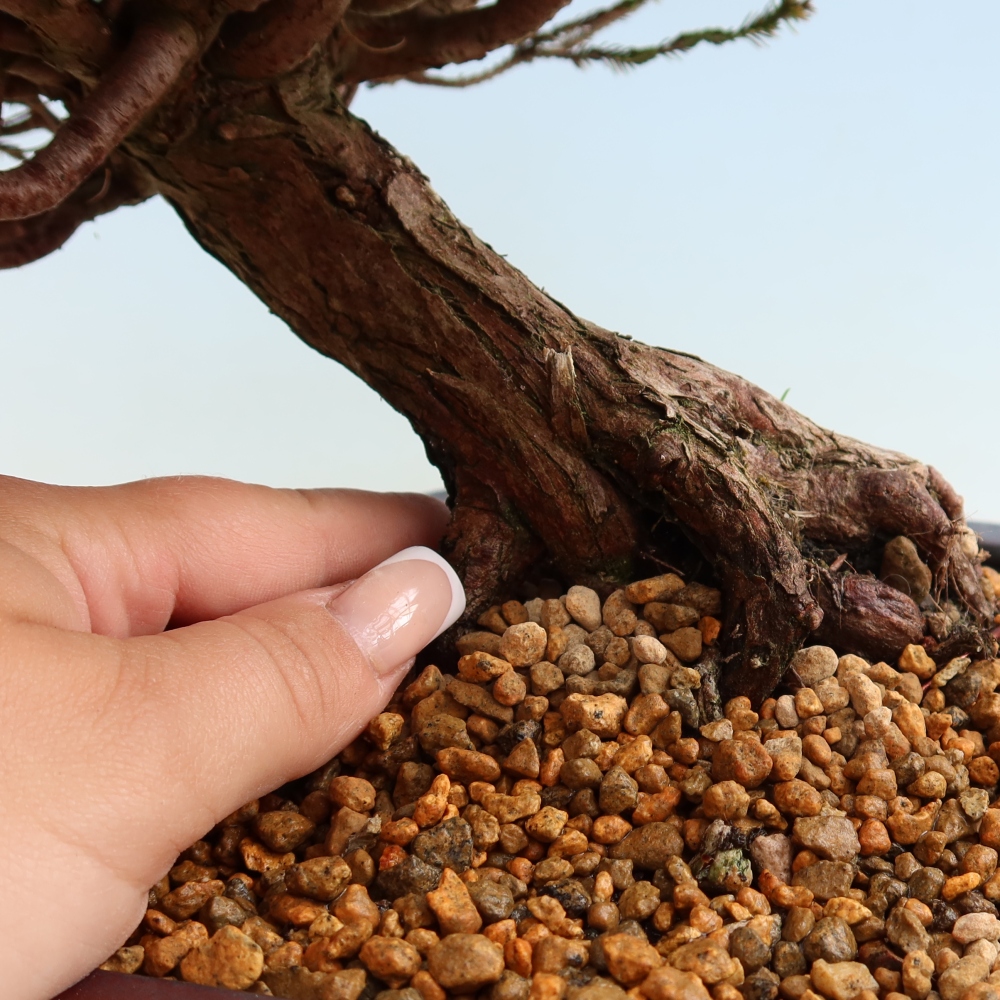 Venkovní bonsai - Cryptomeria - Kryptomerie