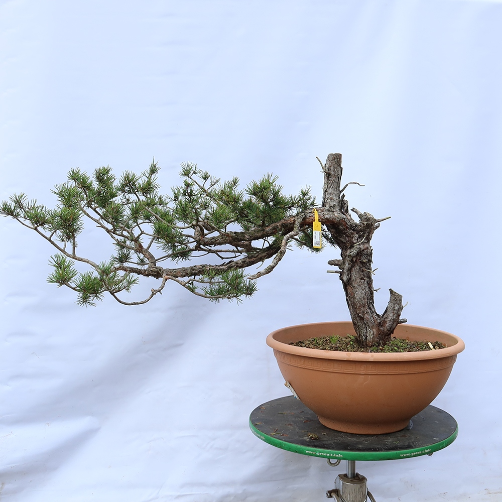 Pinus sylvestris Španělsko - borovice lesní