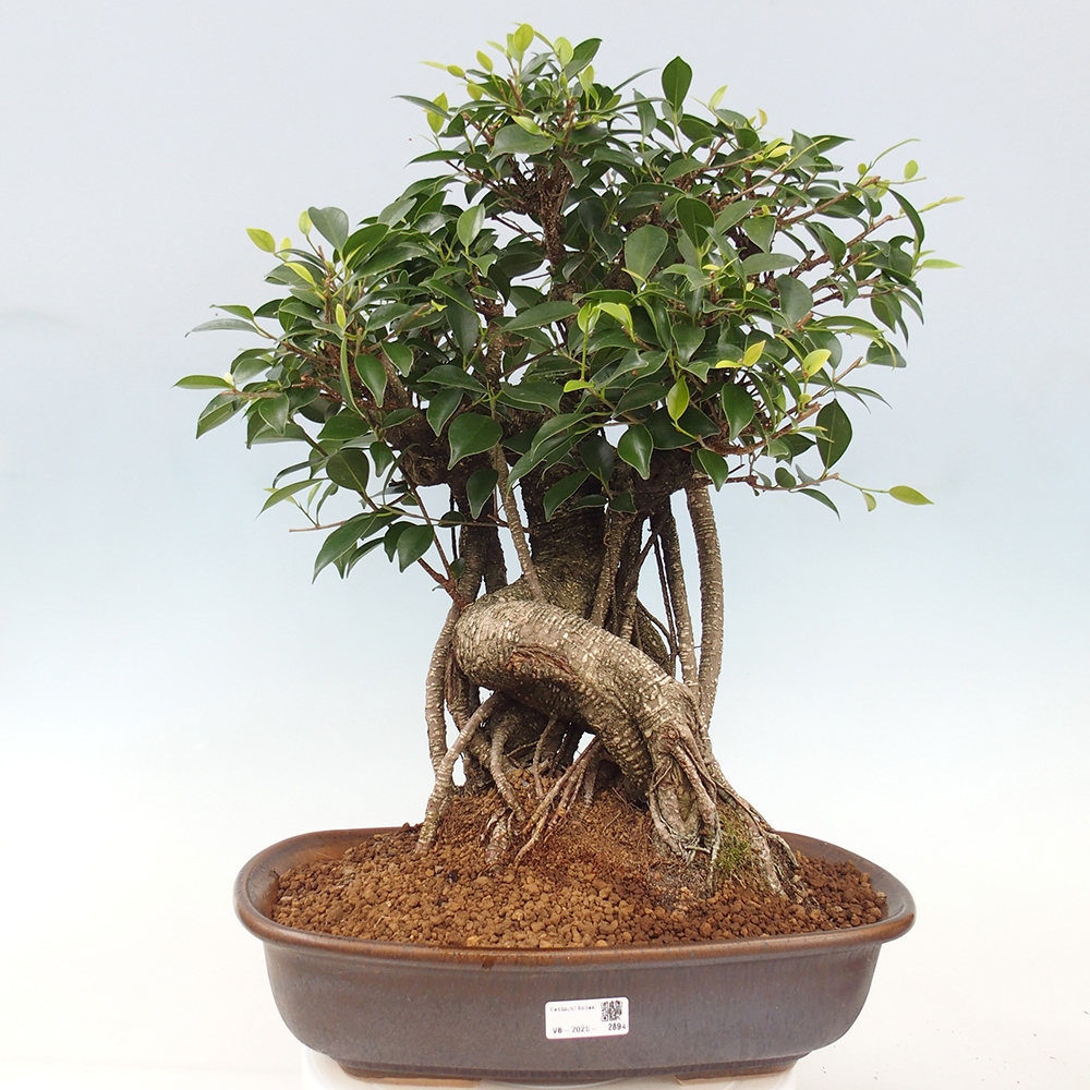 Pokojová bonsai - Ficus kimmen -  malolistý fíkus - POUZE OSOBNÍ ODBĚR nebo paletová přeprava