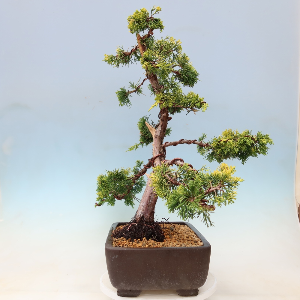Venkovní bonsai - Juniperus chinensis  aurea - Jalovec čínský zlatý