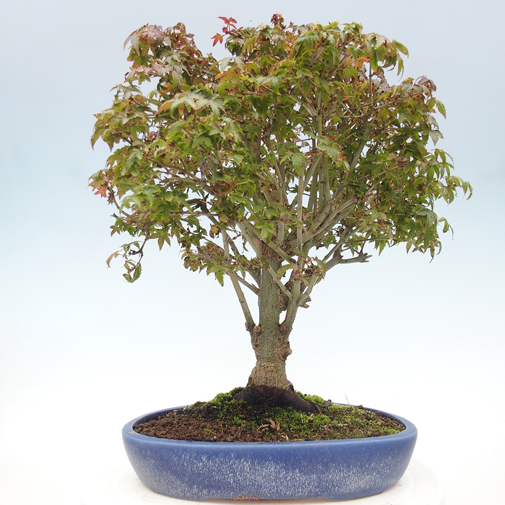 Acer palmatum KIOHIME - Javor dlanitolistý