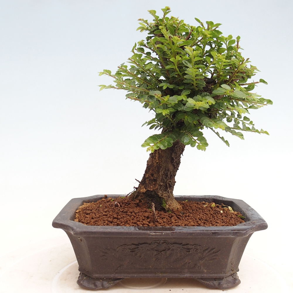 Venkovní bonsai - Ulmus parvifolia Hokkaido - jilm Činski