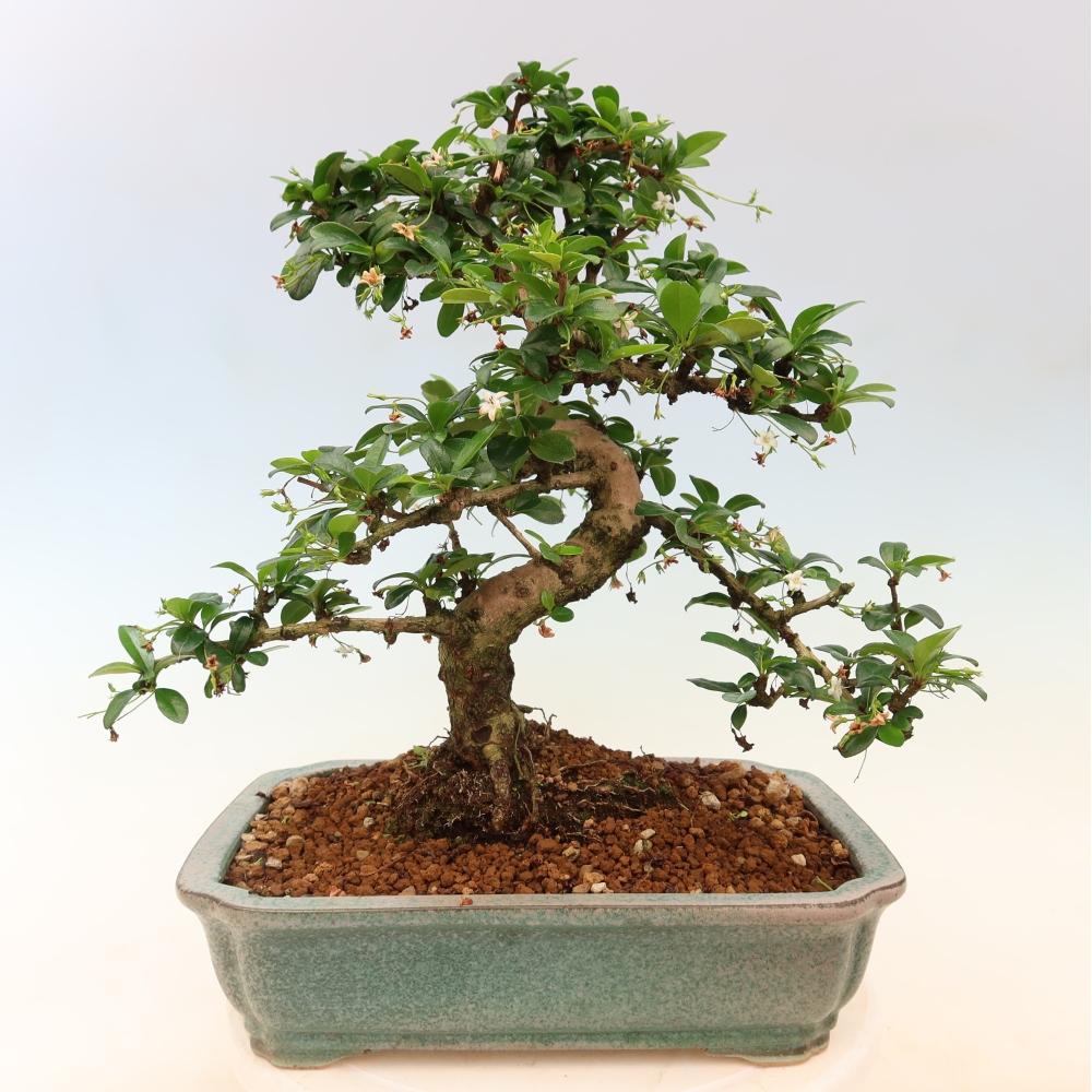 Pokojová bonsai - Carmona macrophylla - Čaj fuki