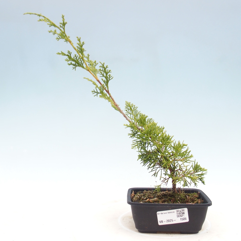 Venkovní bonsai - Juniperus chinensis Itoigawa -Jalovec čínský