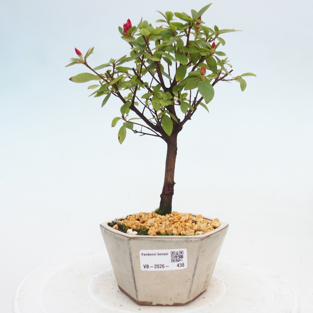 Venkovní bonsai - Japonská azalka - Azalea sp.