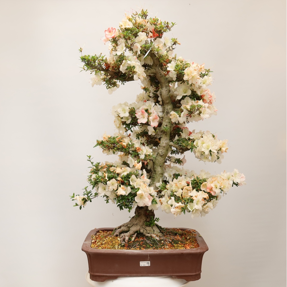 Venkovní bonsai - Japonská azalka - Azalea Tochizumi