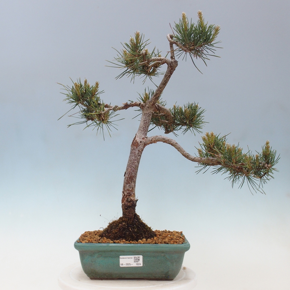 Venkovní bonsai - Pinus Sylvestris Watererri - Borovice lesní