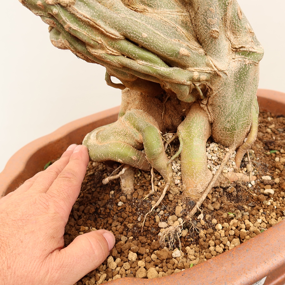 Venkovní bonsai - Javor Burgerův - Acer Burgerianum 