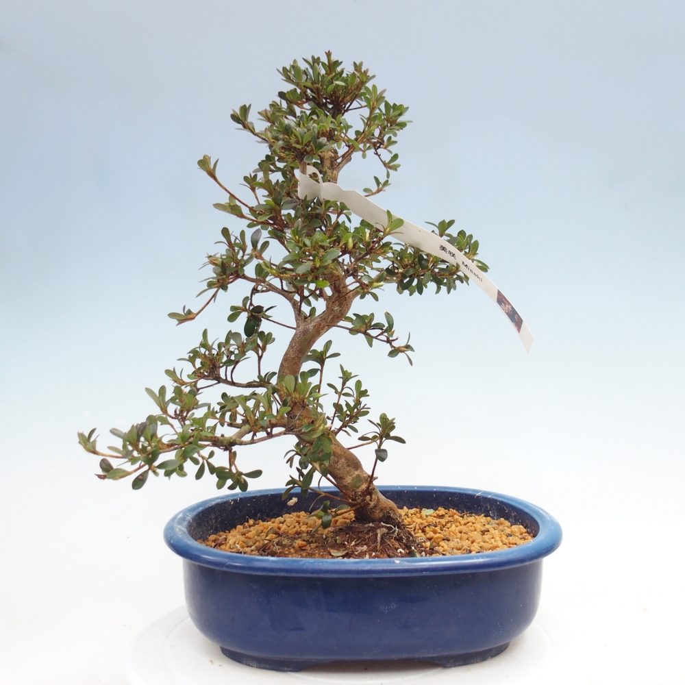 Venkovní bonsai - Japonská azalka - Azalea Misaki