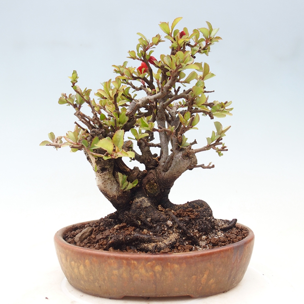 Venkovní  bonsai -  Chaneomeles speciosa - Kdoulovec ozdobný