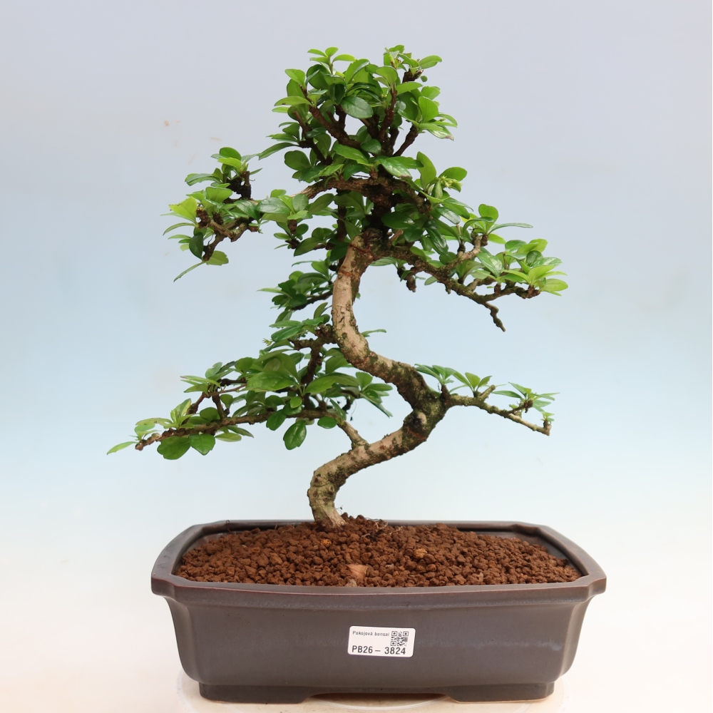 Pokojová bonsai - Carmona macrophylla - Čaj fuki