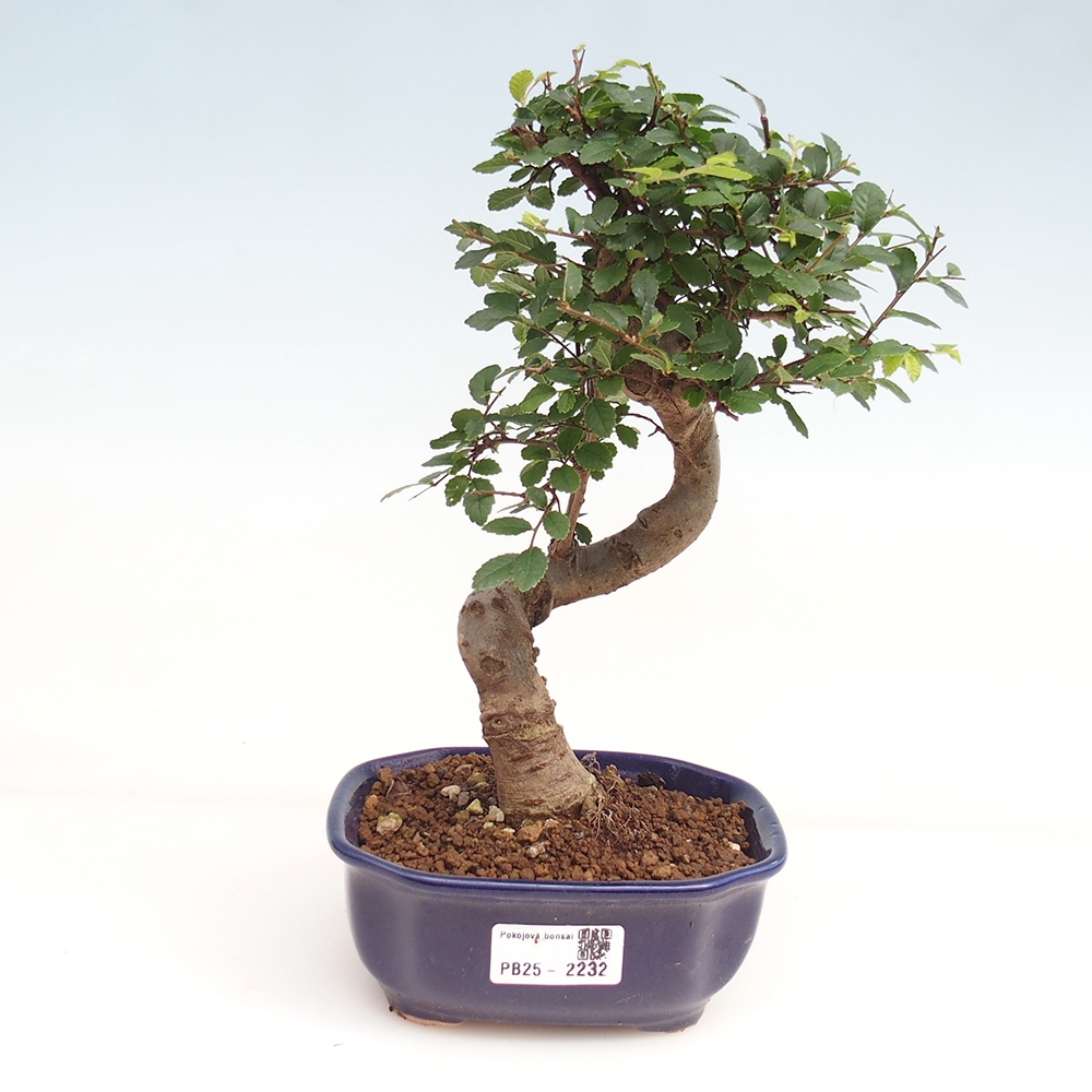 Pokojová bonsai-Malolistý jilm 