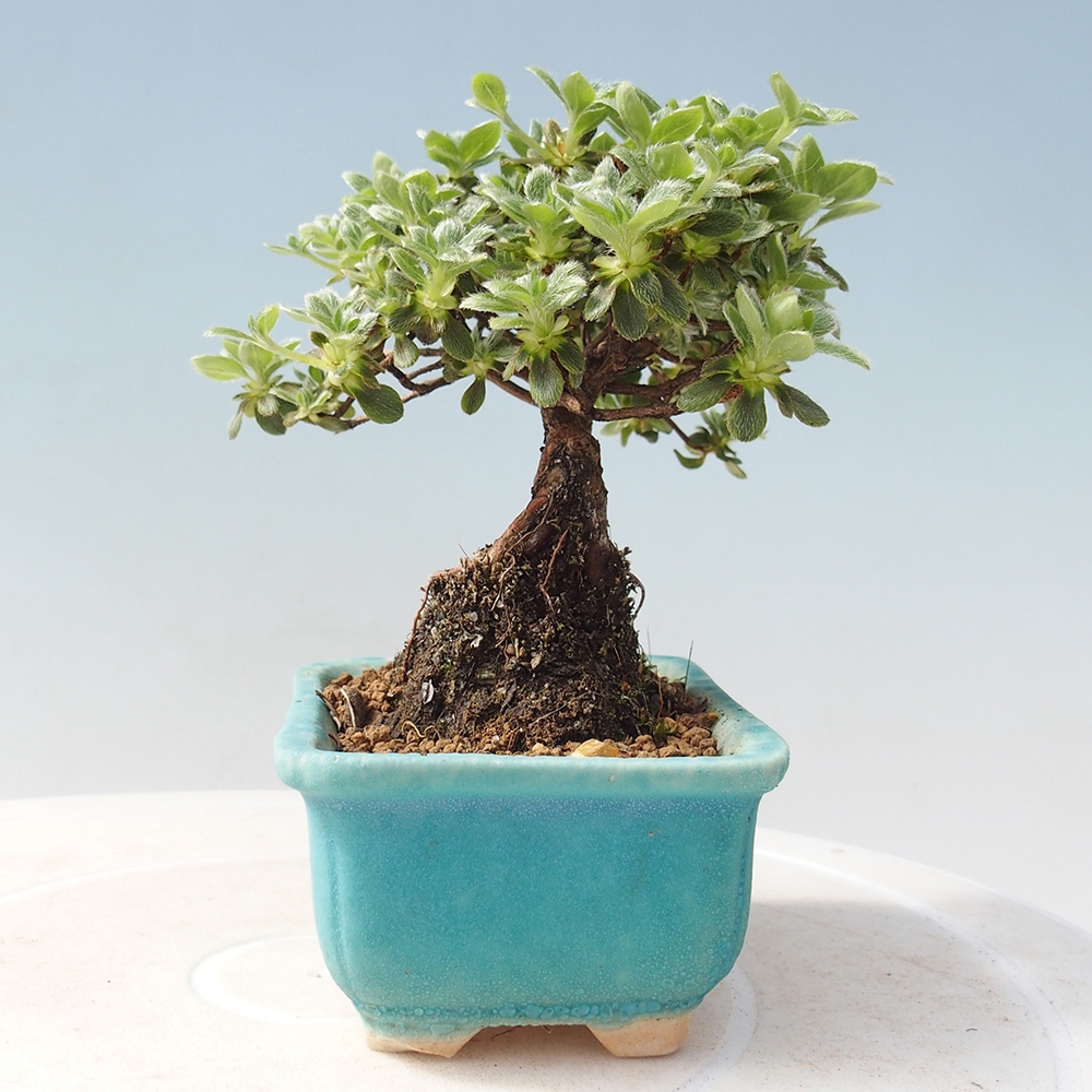 Venkovní bonsai - Rhododendron indicum - Japonská azalka