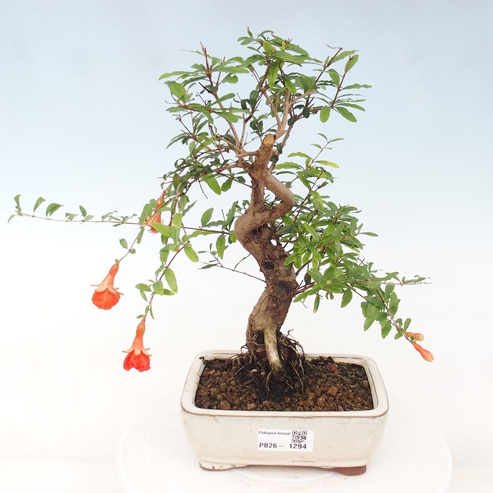 Pokojová bonsai-PUNICA granatum nana-Granátové jablko