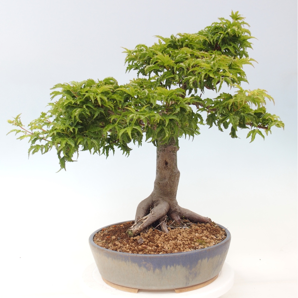 Venkovní bonsai -Javor dlanitolistý Acer palmatum Shishigashira