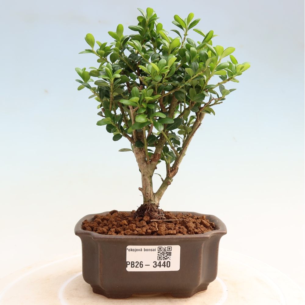 Pokojová bonsai - Ilex crenata - Cesmína