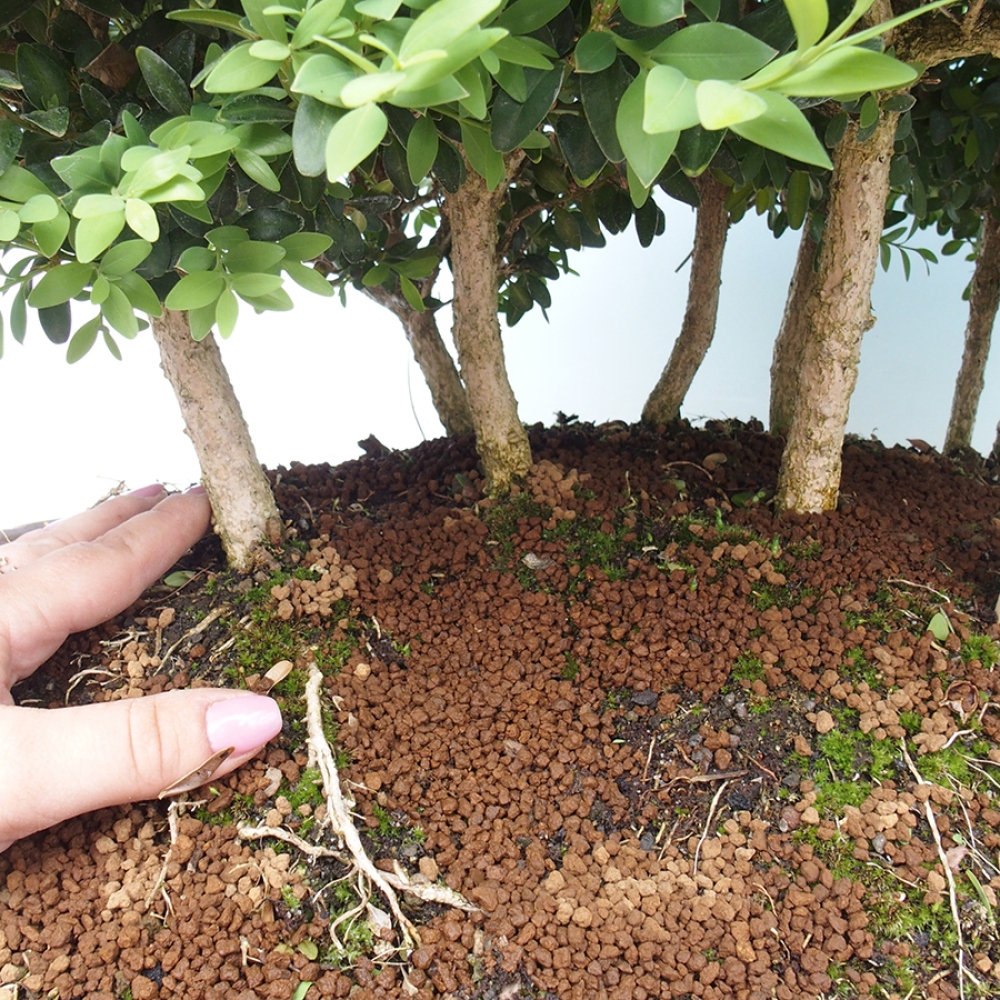 Venkovní bonsai - Buxus sempervirens - zimostráz