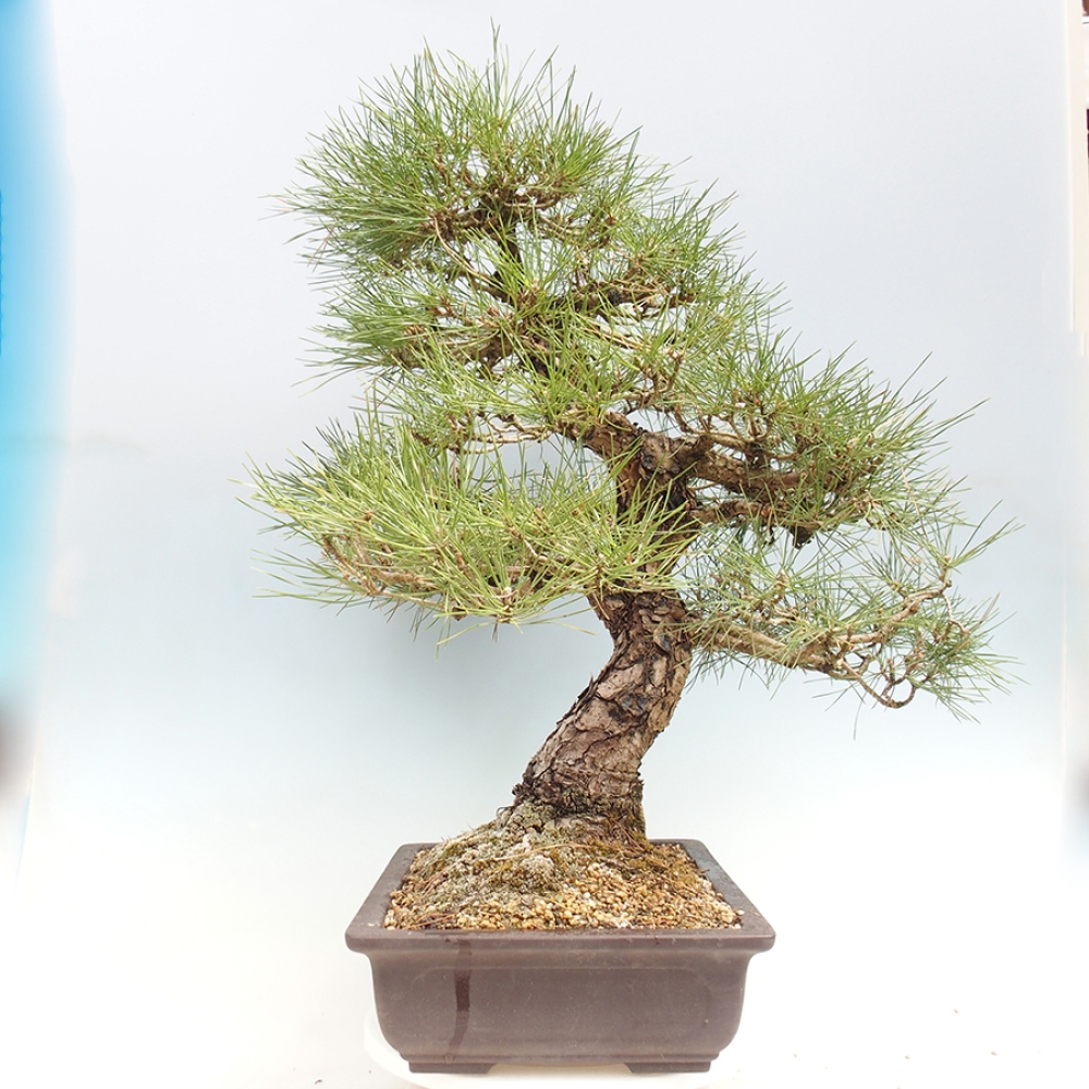 Venkovní bonsai - Pinus thunbergii - Borovice thunbergova