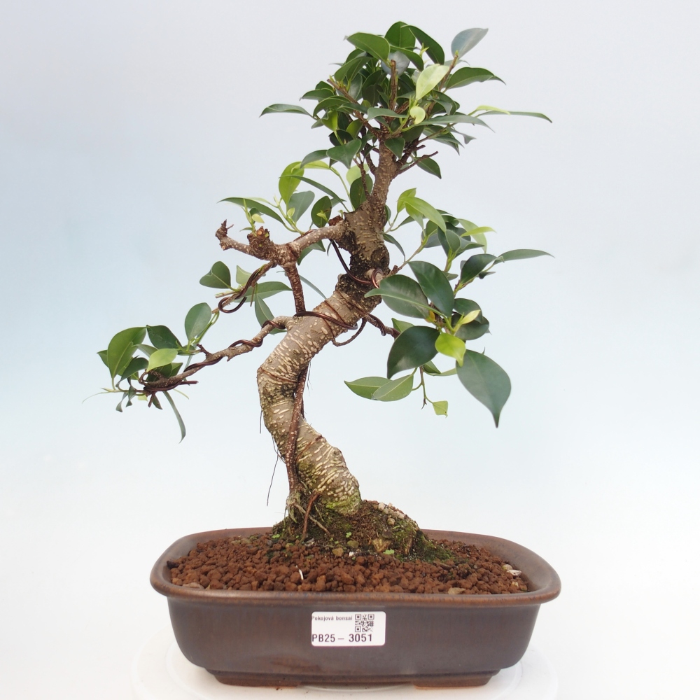 Pokojová bonsai - Ficus kimmen -  malolistý fíkus