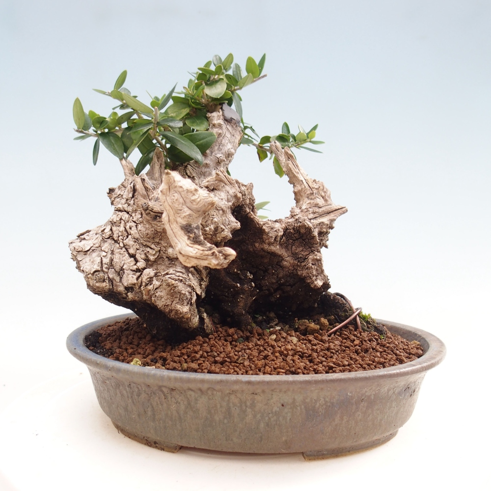 Pokojová bonsai - Olea europaea sylvestris -Oliva evropská drobnolistá