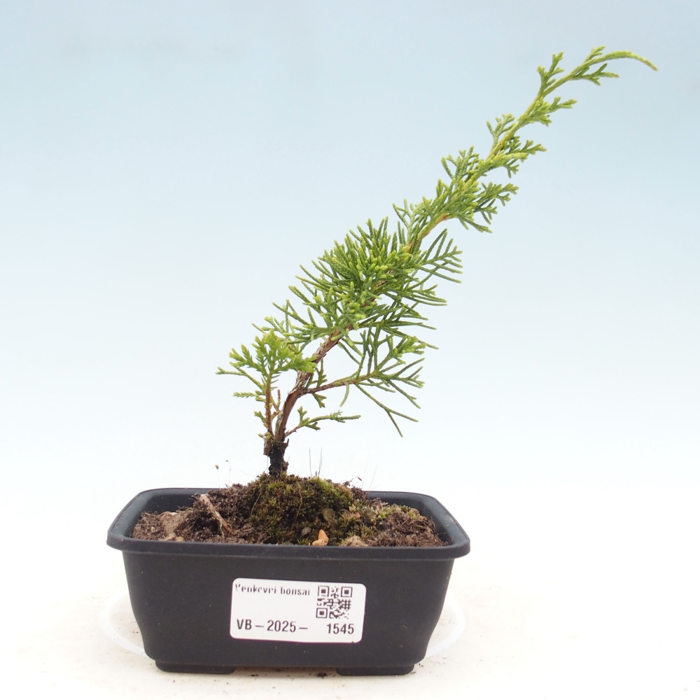 Venkovní bonsai - Juniperus chinensis Itoigawa -Jalovec čínský